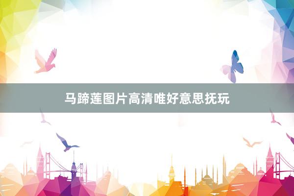 马蹄莲图片高清唯好意思抚玩